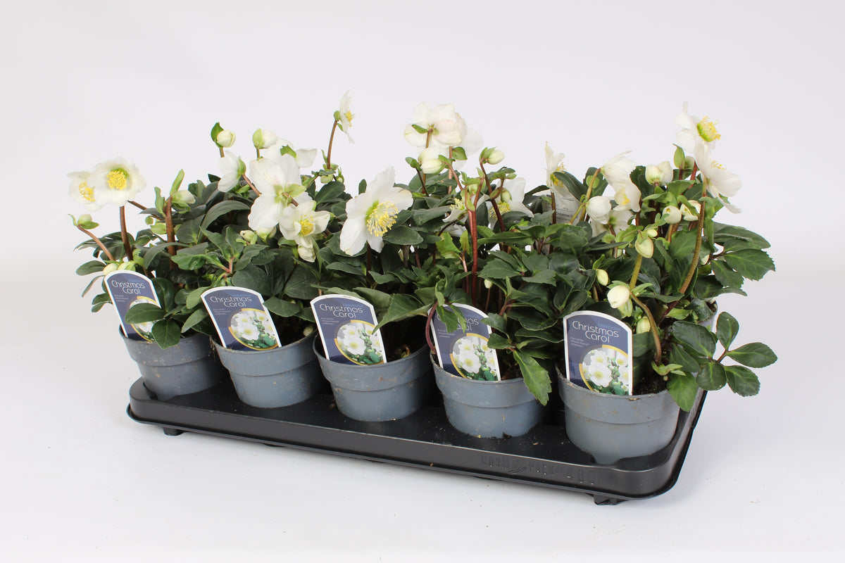 Helleborus niger Christmas Carol 22cm 12cm Pot