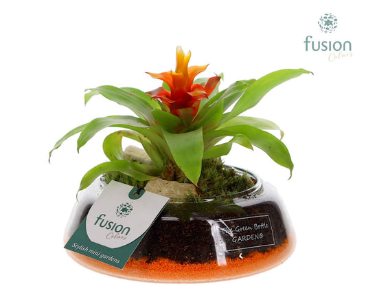 arr. Bromelia 15cm 15cm Pot
