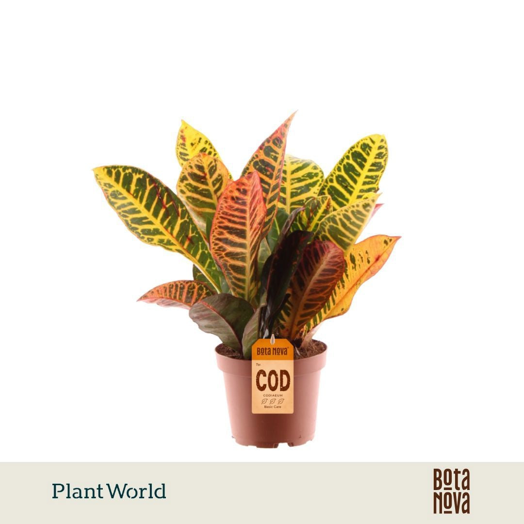 Codiaeum Petra 30cm 12cm Pot