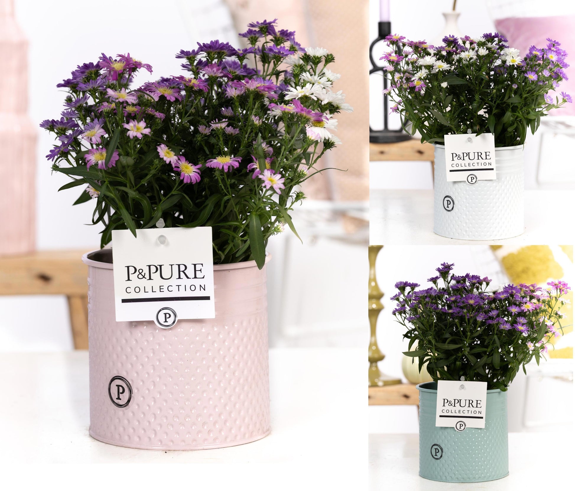 Pure Collection Aster nb. Starletta mix Pack of 5
