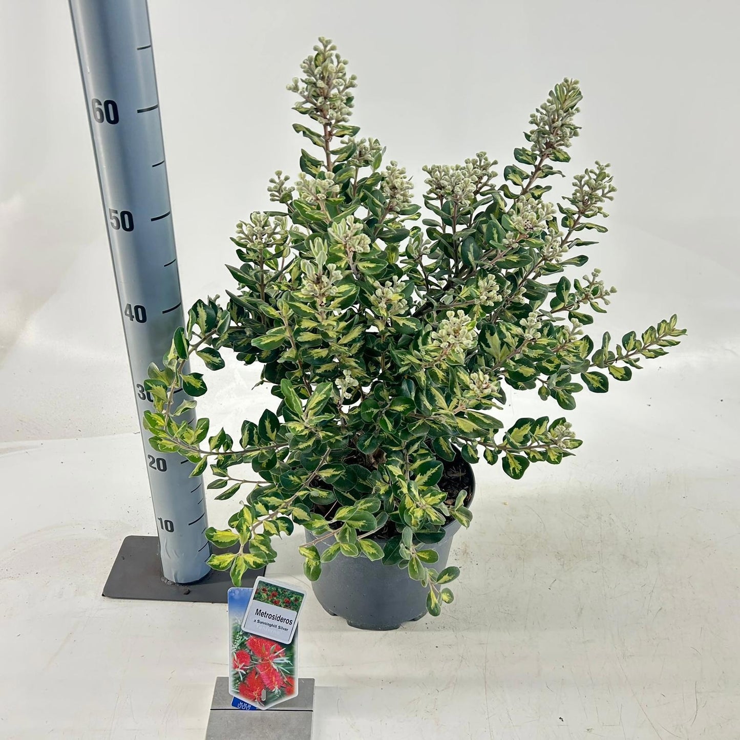 Shrubs mix 60cm 23cm Pot