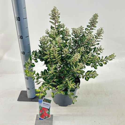 Shrubs mix 60cm 23cm Pot