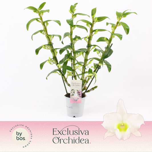 Dendrobium Apollon 50cm 12cm Pot