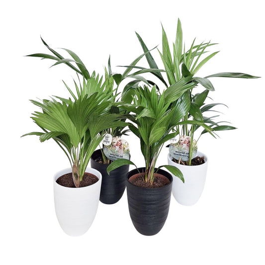 Palms mix 65cm 15cm Pot