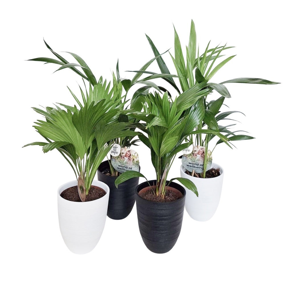 Spaargaren van Doorn BV Palms mix Pack of 4