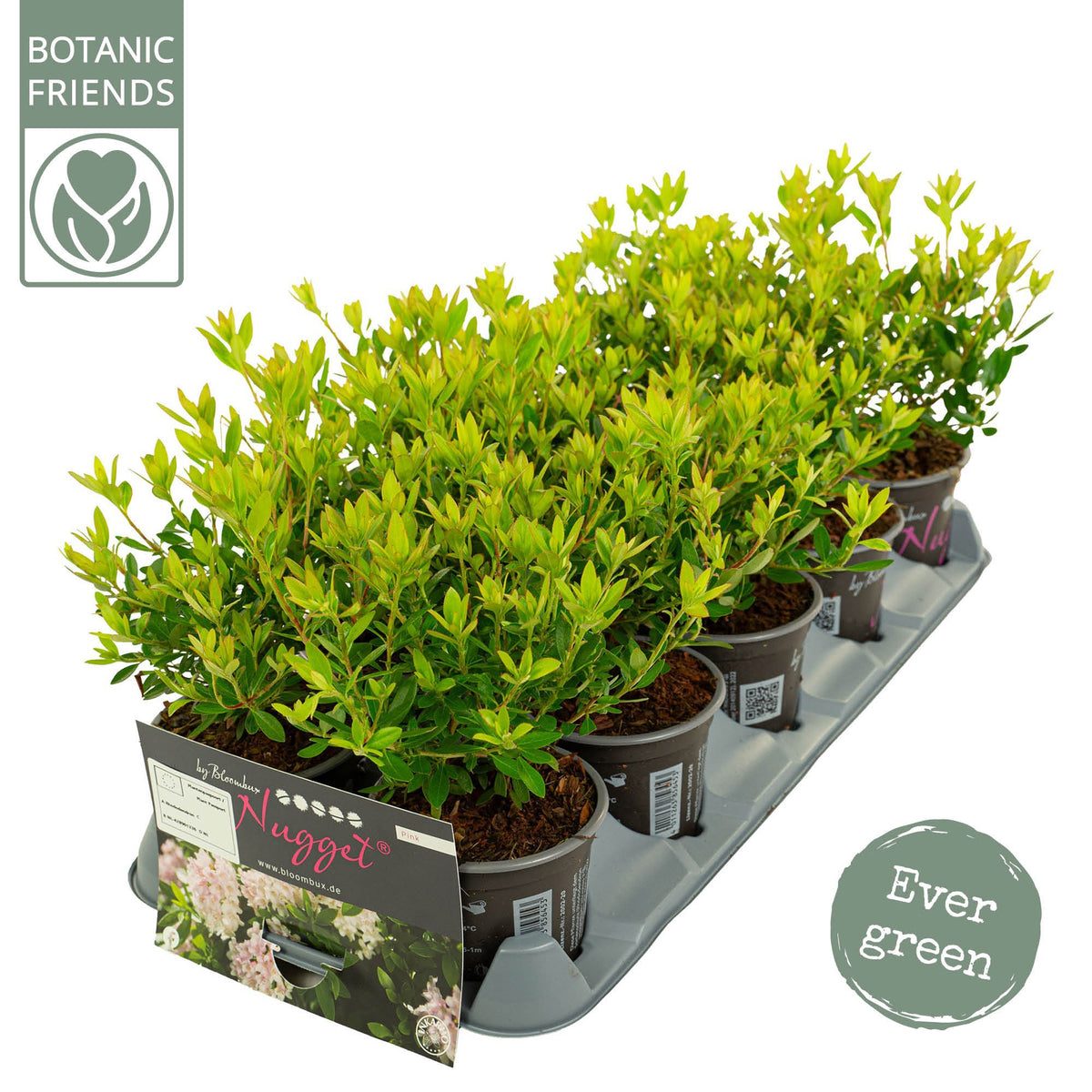 Rhododendron hippophaeoides 25cm 10.5cm Pot