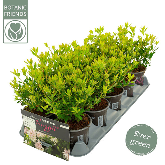 Rhododendron hippophaeoides 25cm 10.5cm Pot
