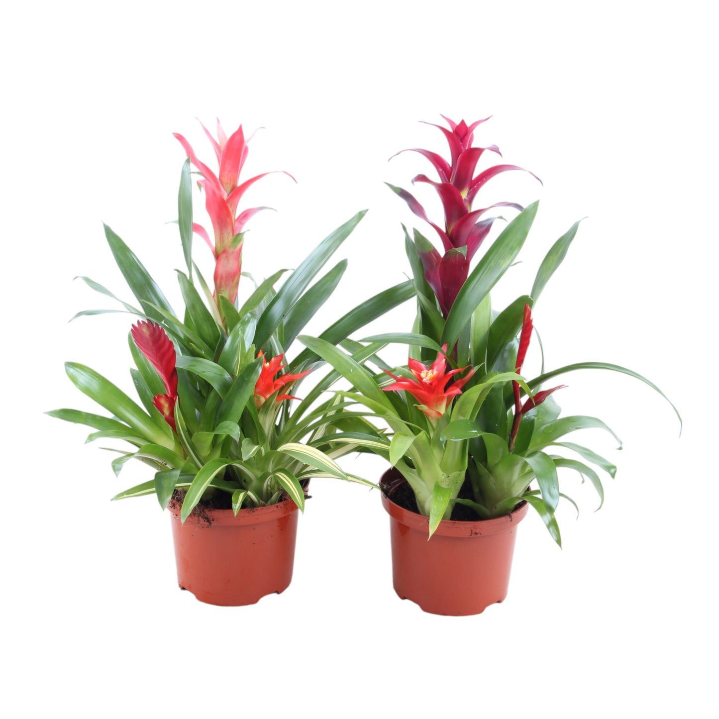 Bromelia mix 40cm 17cm Pot