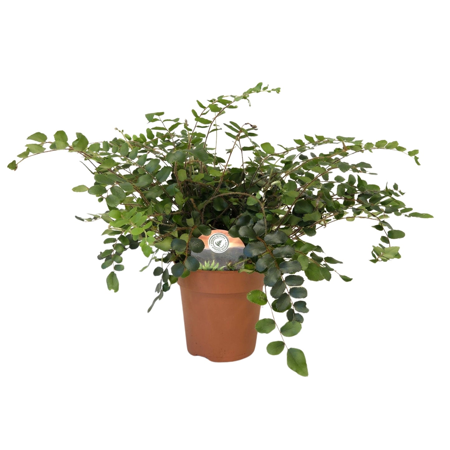Raadschelders Varens Pellaea rotundifolia Pack of 10