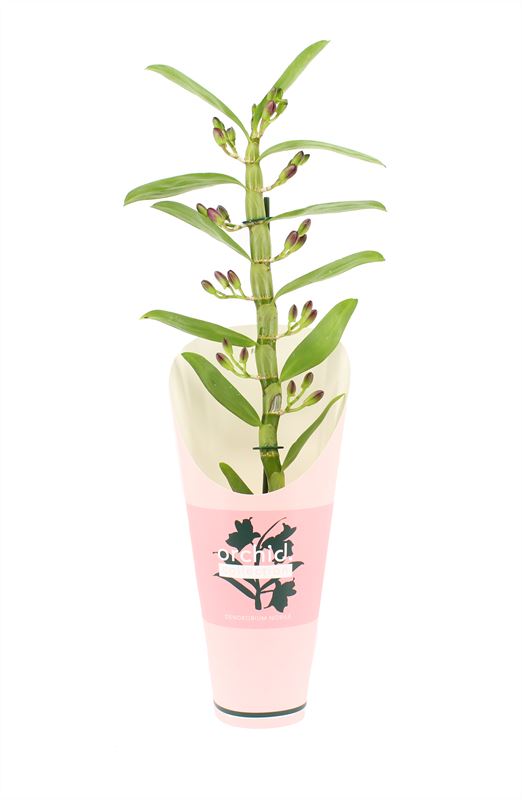 Logico Dendrobium nobile Pack of 6