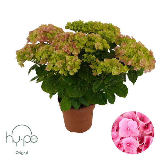Hydrangea macrophylla 40cm 14cm Pot