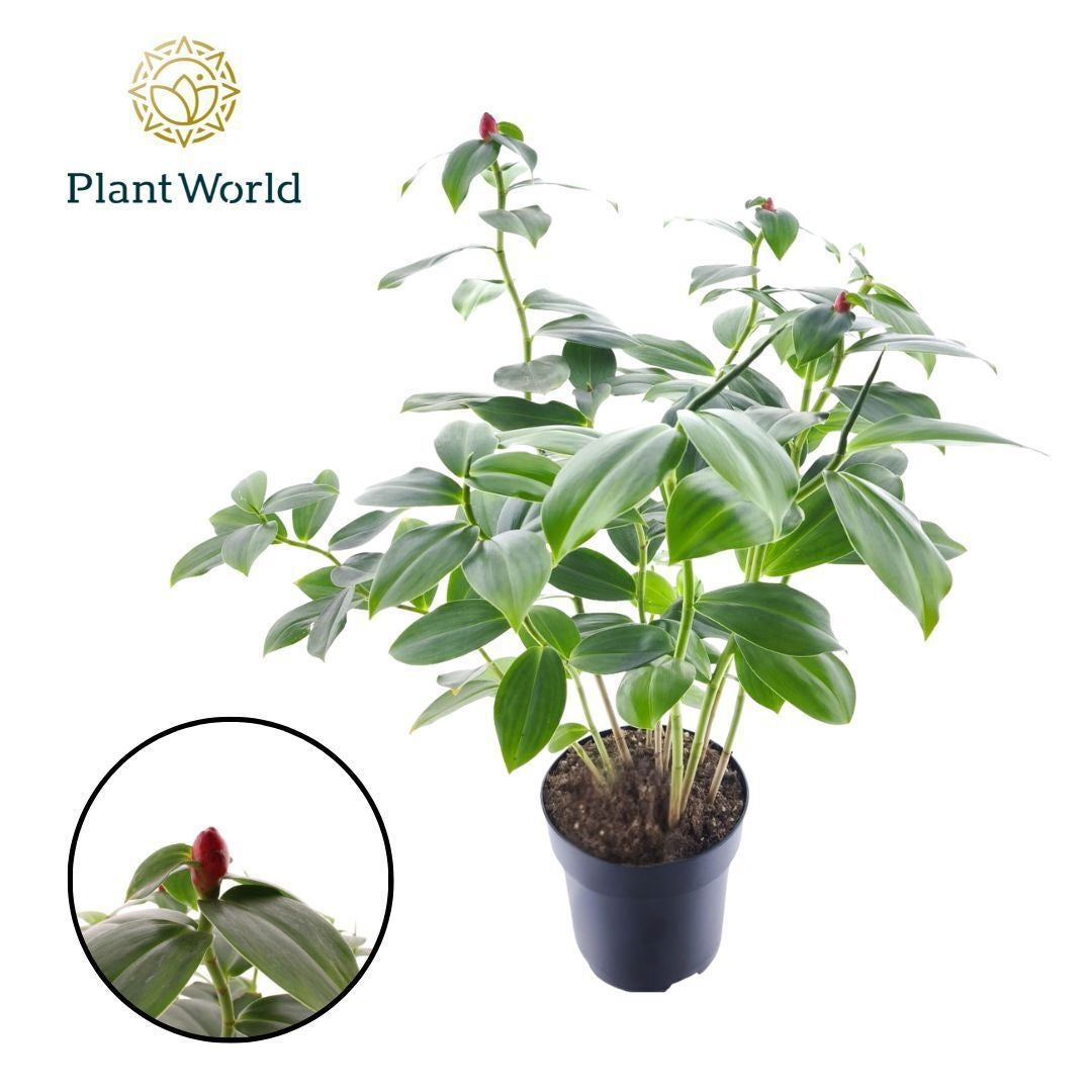groene planten overig 70cm 19cm Pot