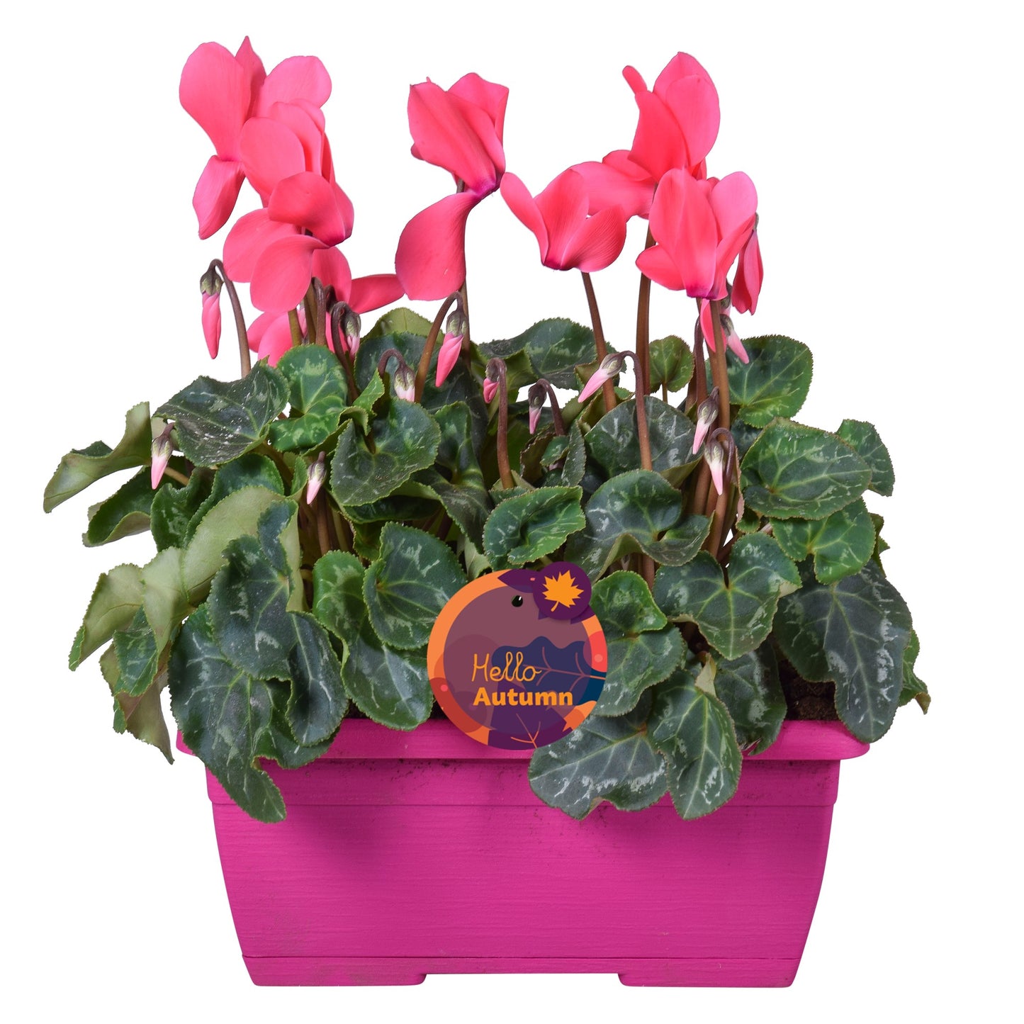 Cyclamen Allure 30cm 25cm Pot