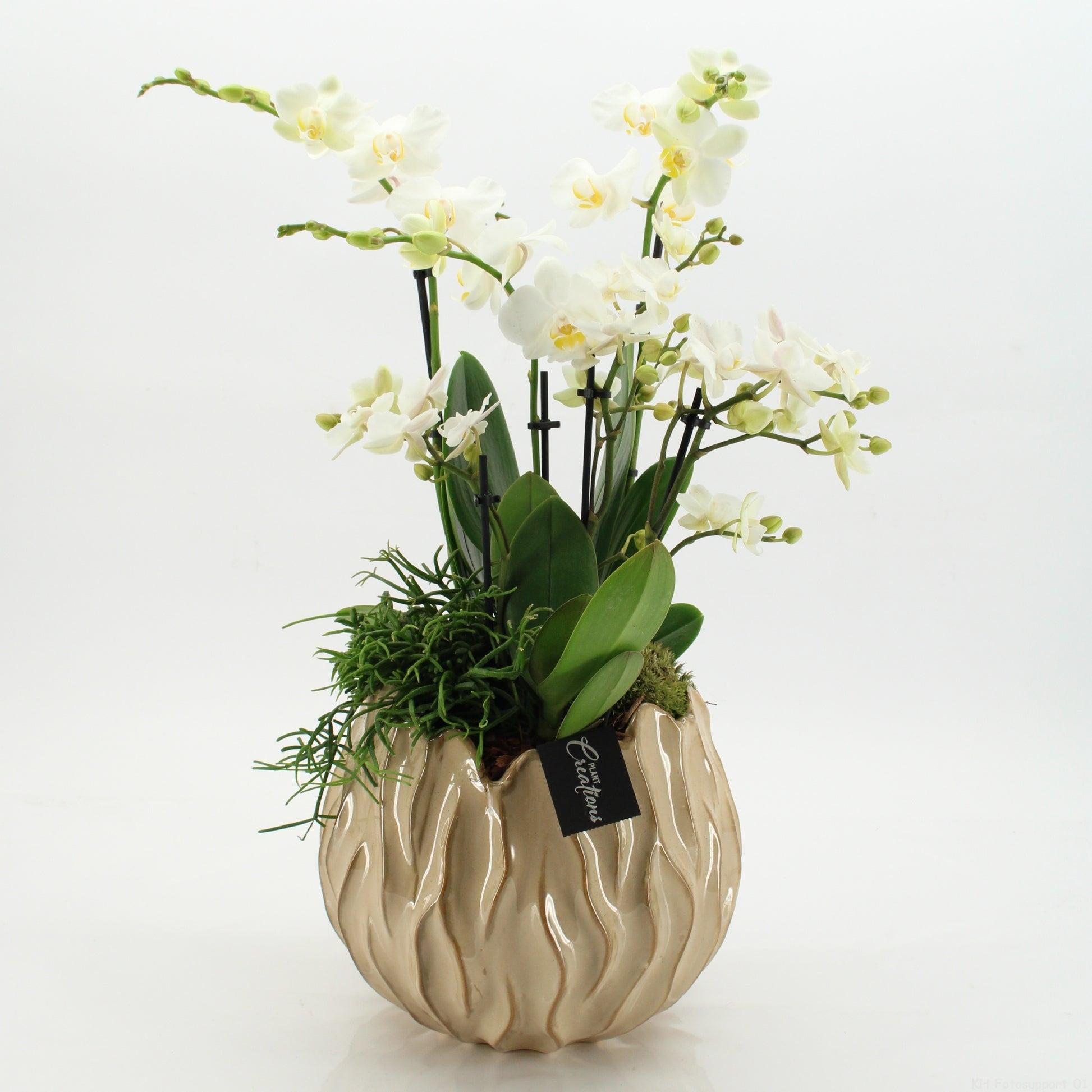 Phalaenopsis arrangement 60cm 24cm Pot