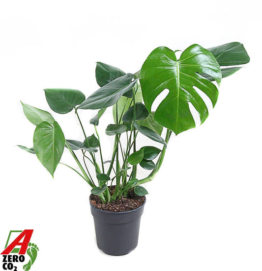 Monstera deliciosa 70cm 19cm Pot
