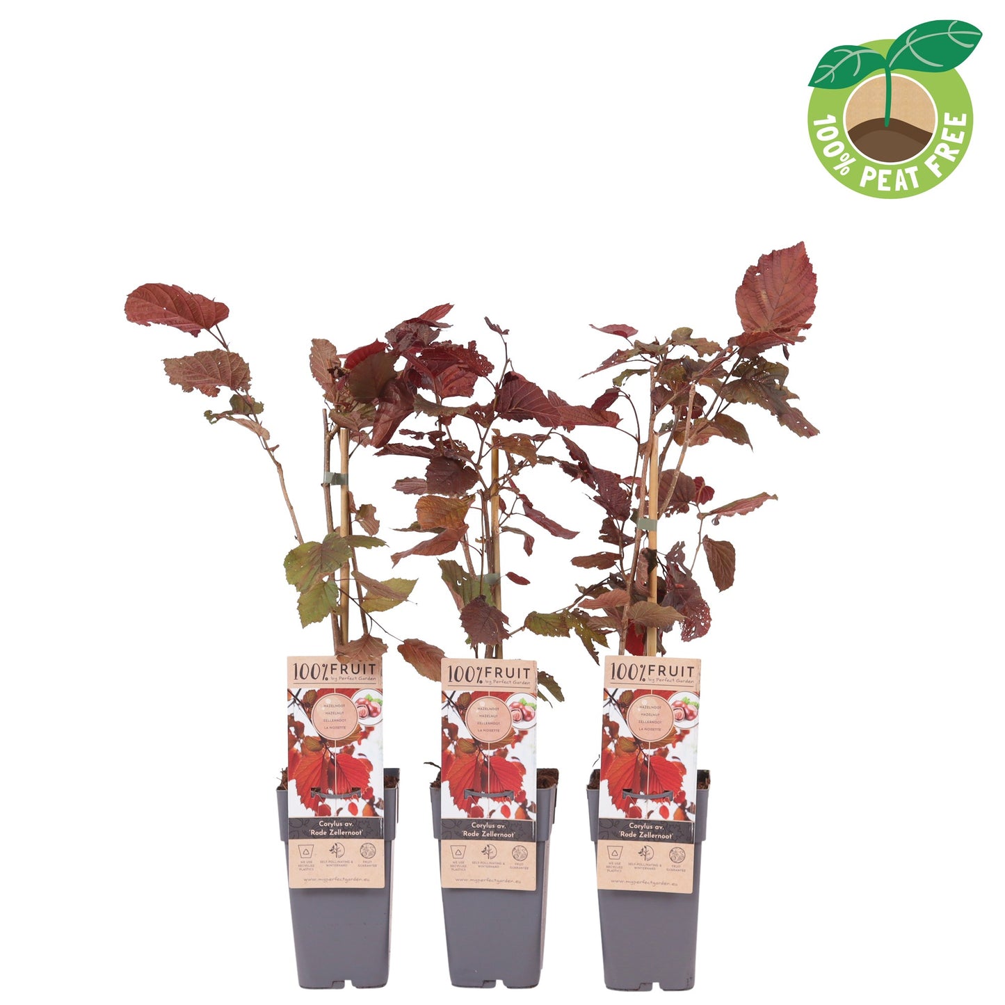Corylus Rode Zellernoot 50cm 15cm Pot