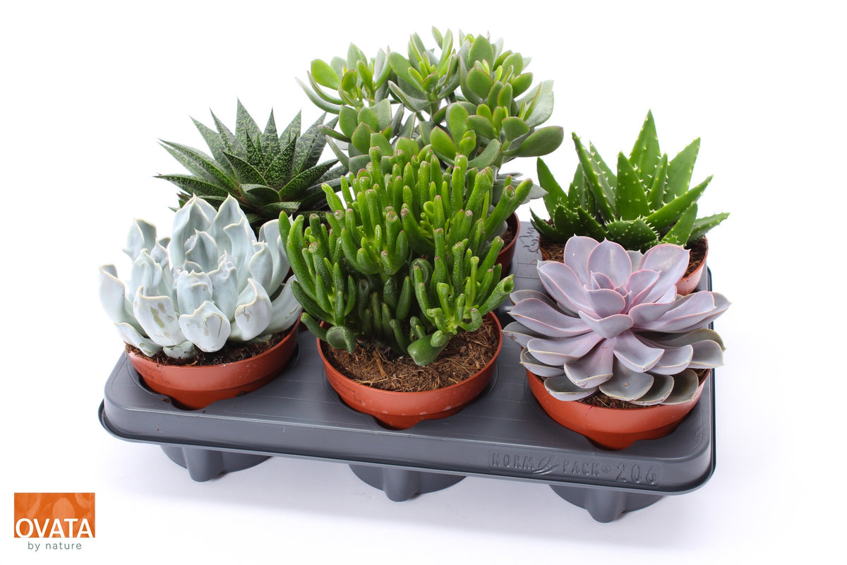 Succulent mix 12cm 12cm Pot