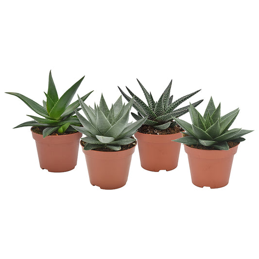Haworthia mix 14cm 510cm Pot