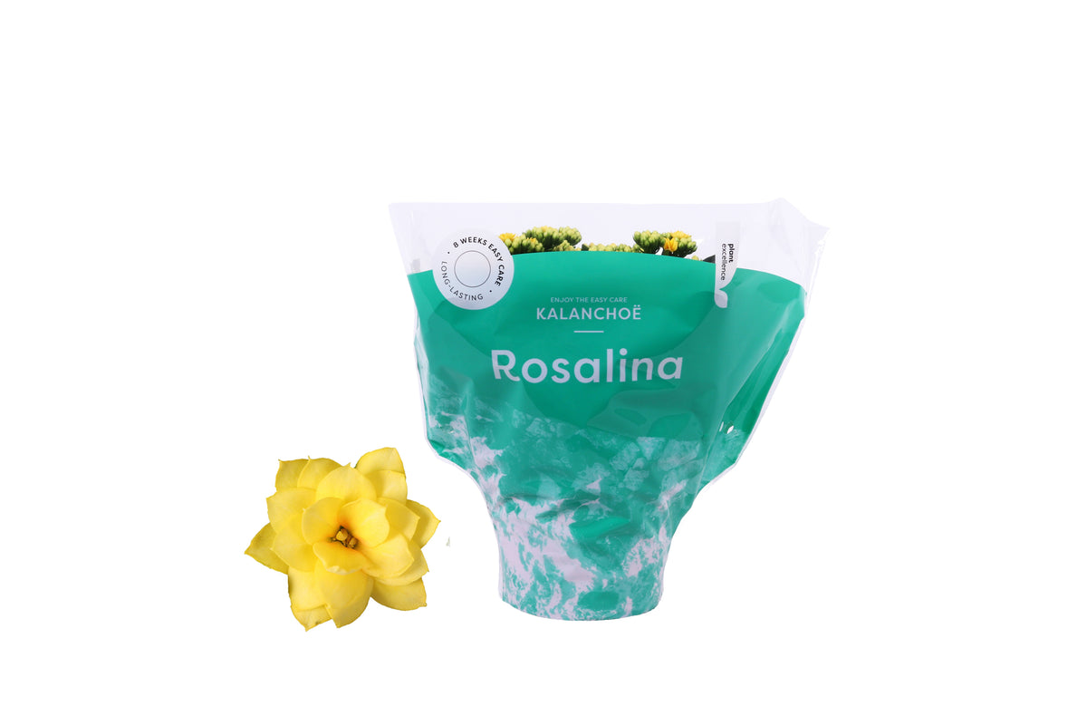Kalanchoe Rosalina Don Amarillo 27cm 15cm Pot