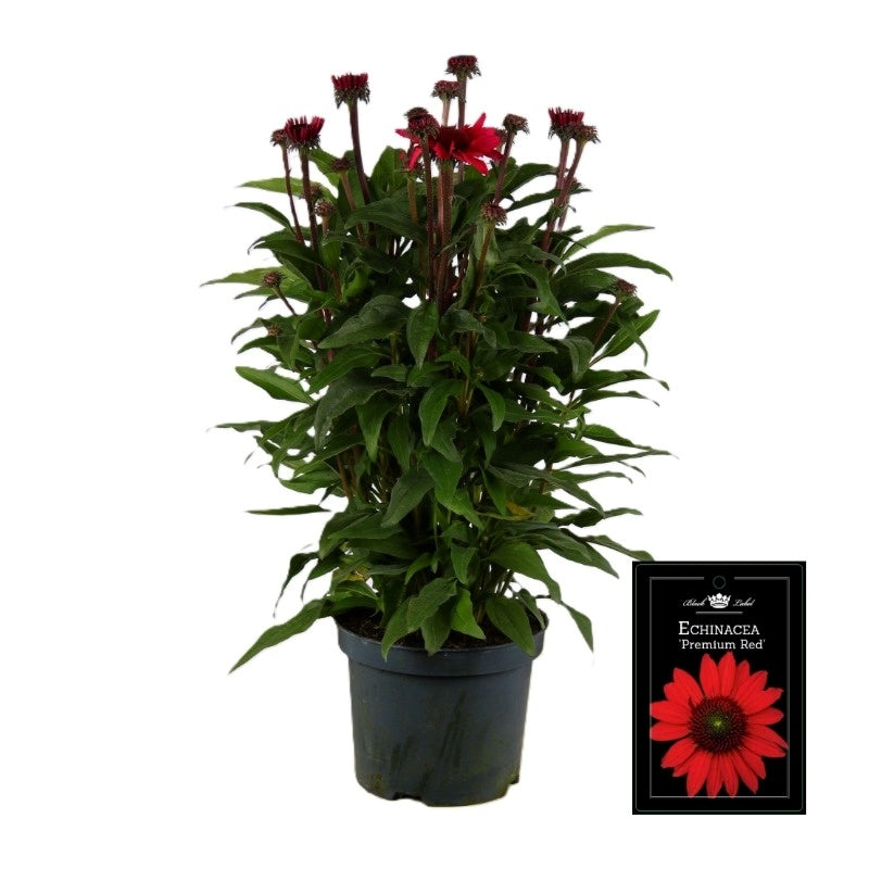 Echinacea Sunseekers Red 50cm 19cm Pot