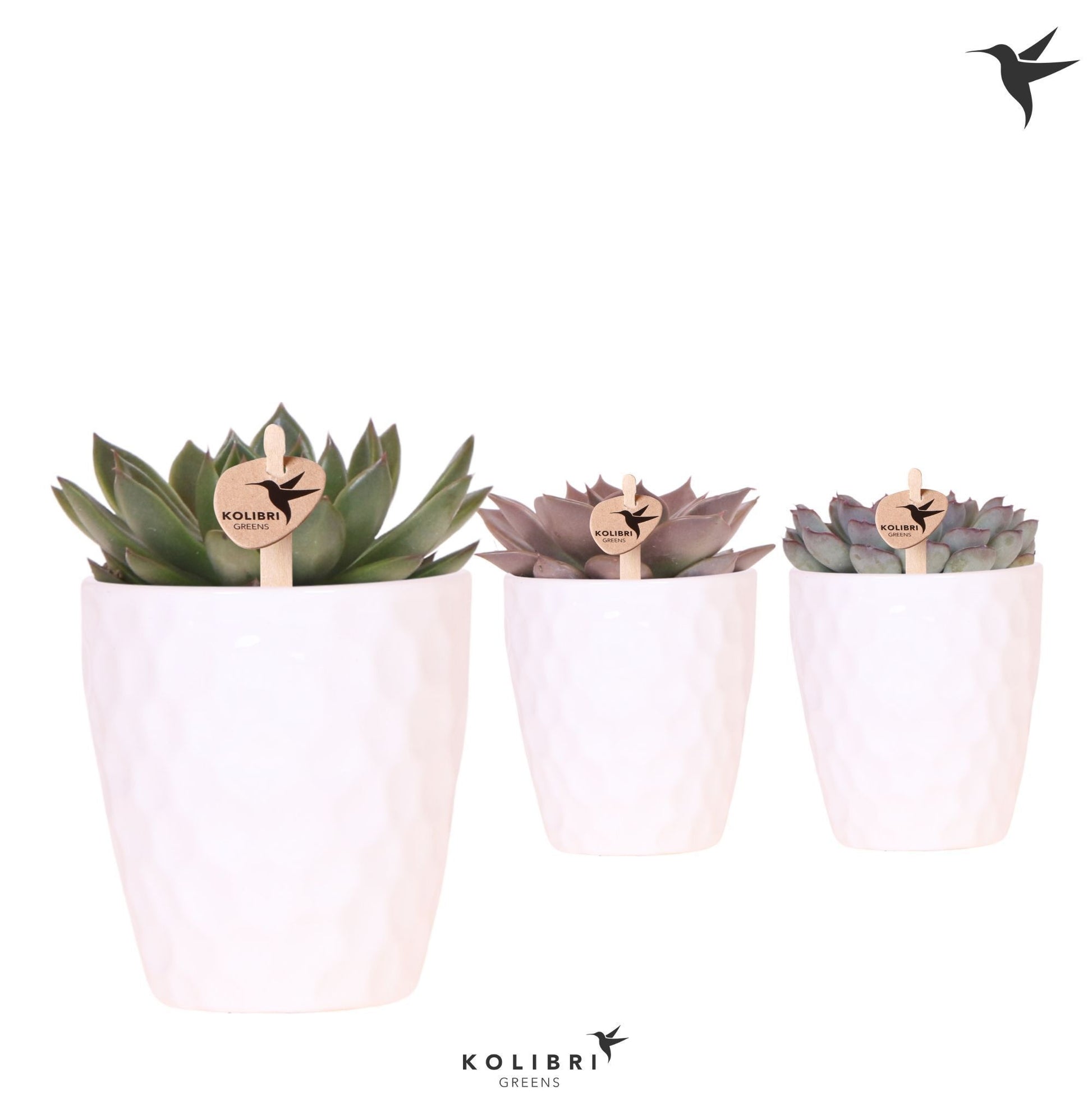 Echeveria Hybrid 22cm 9cm Pot