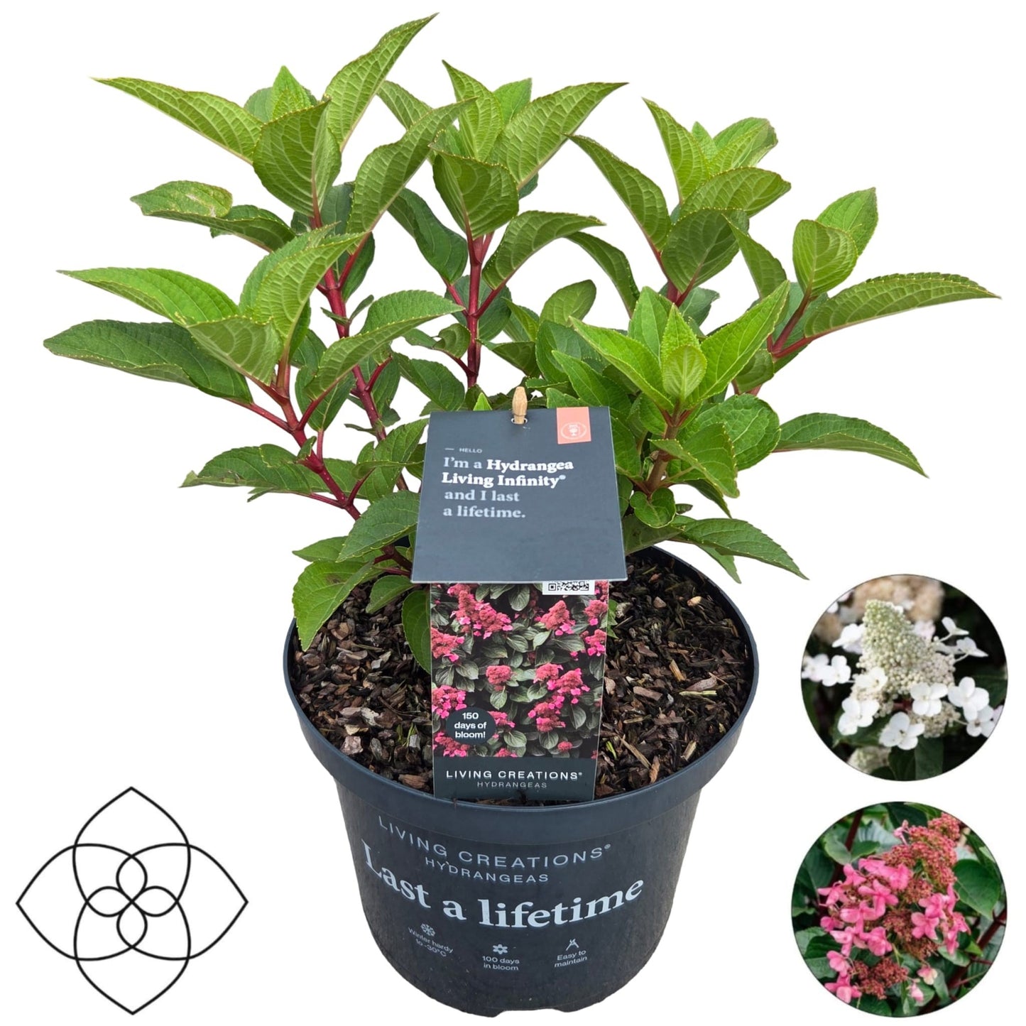 Hydrangea pan. Living Infinity 50cm 23cm Pot