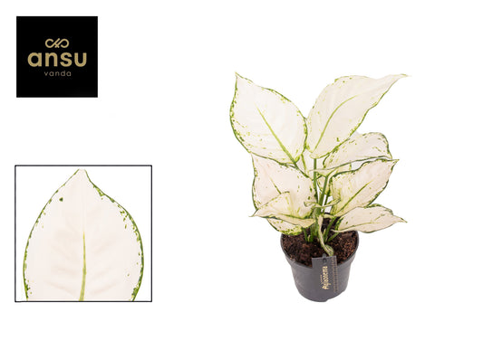 Aglaonema White Joy 35cm 12cm Pot