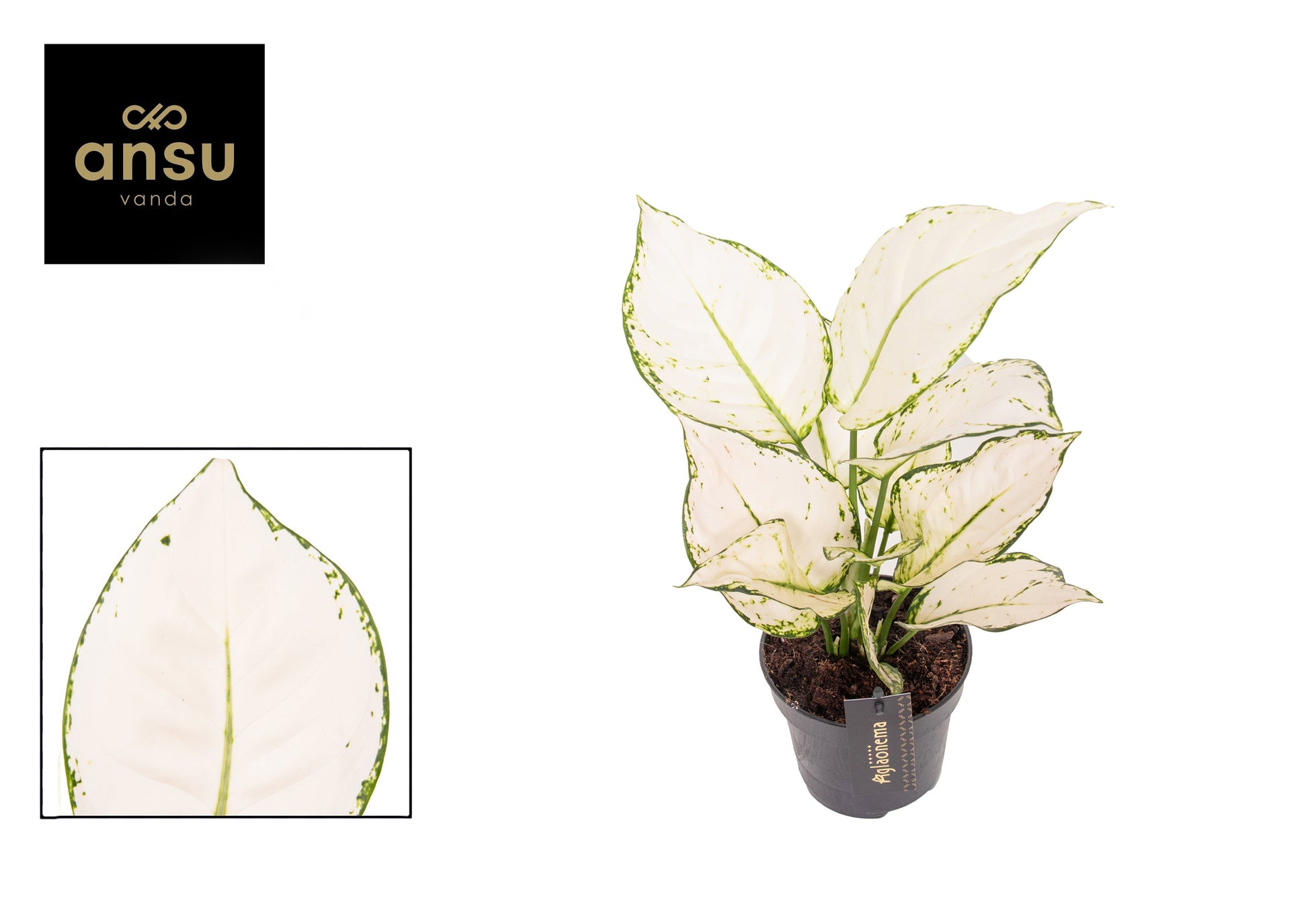 Ansu Aglaonema White Joy Pack of 6