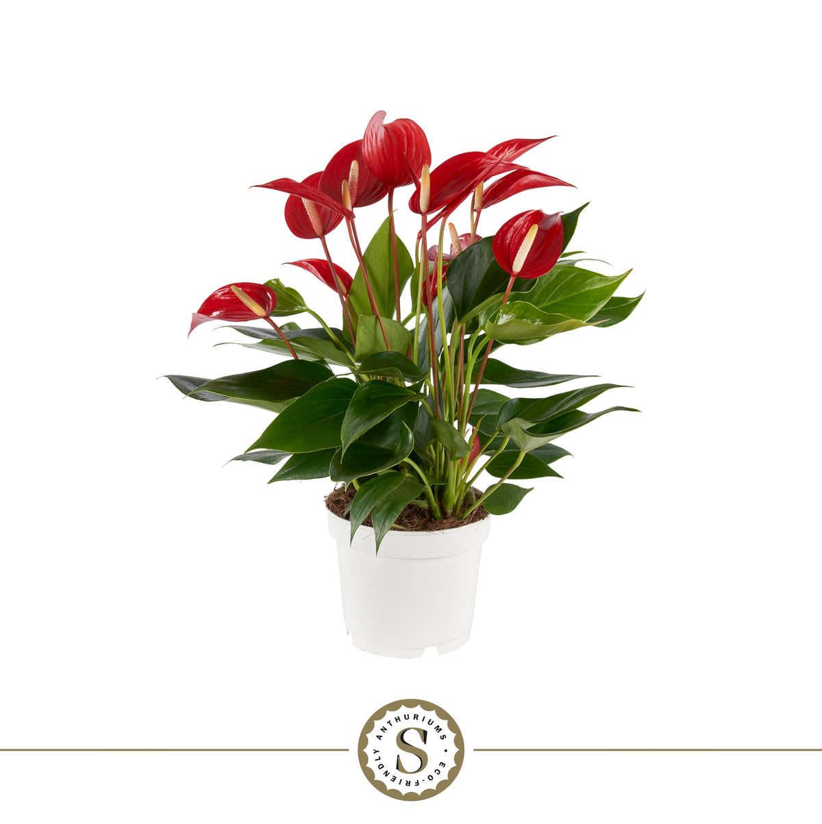 Anthurium Banderola Roja 40cm 12cm Pot