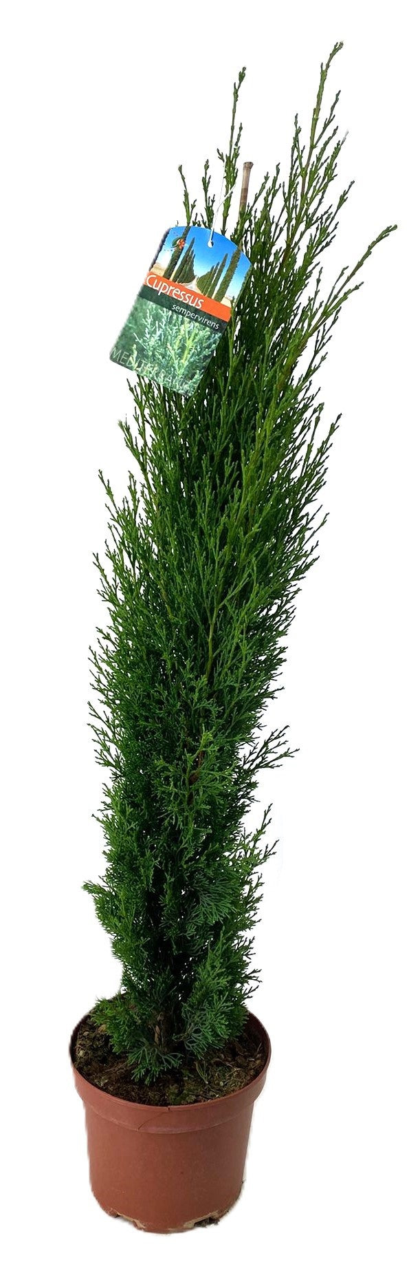 Luiten Kwekerij BV Cupressus semp. Totem Pack of 3