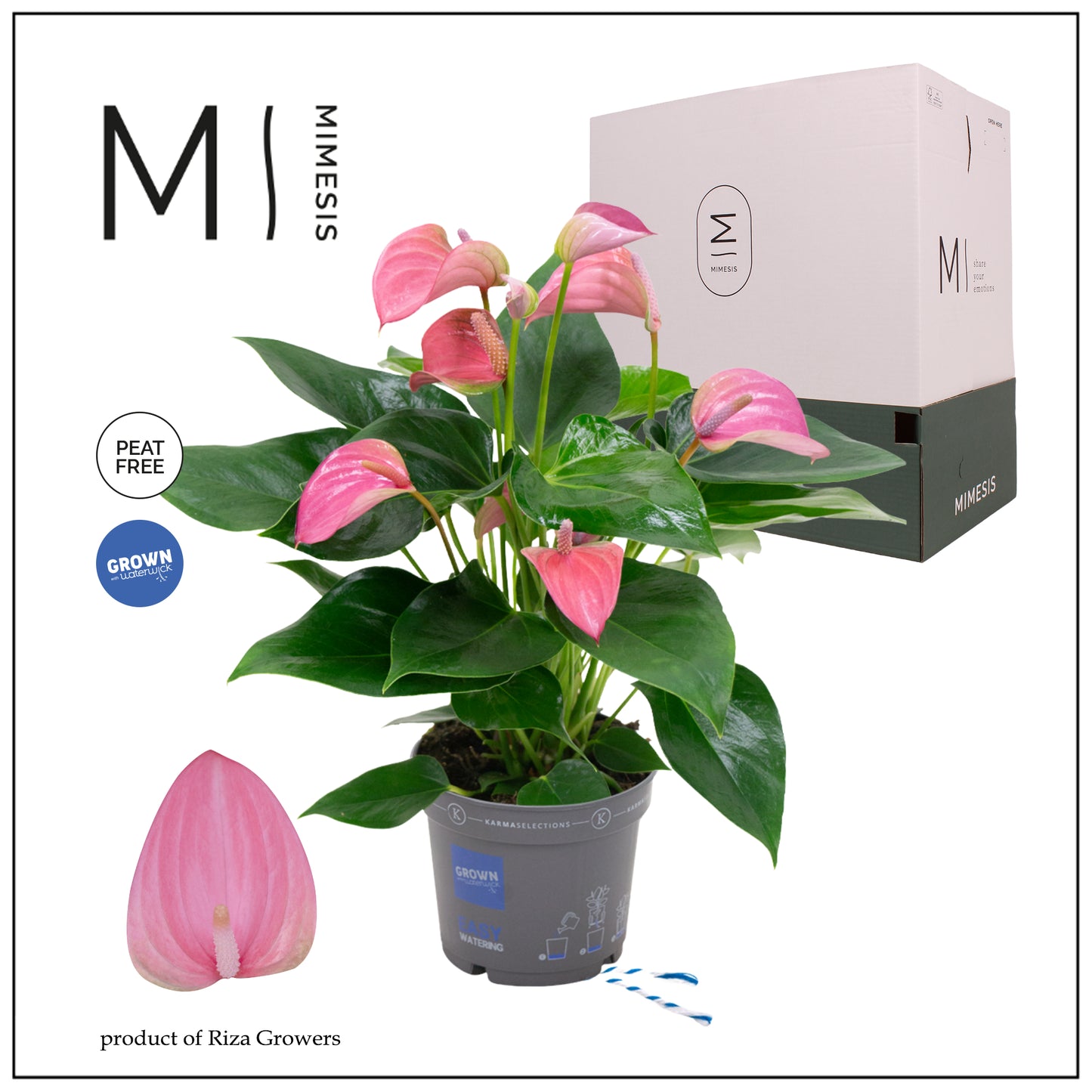 Anthurium Joli 43cm 12cm Pot