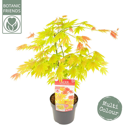 Acer Moonrise 75cm 19cm Pot