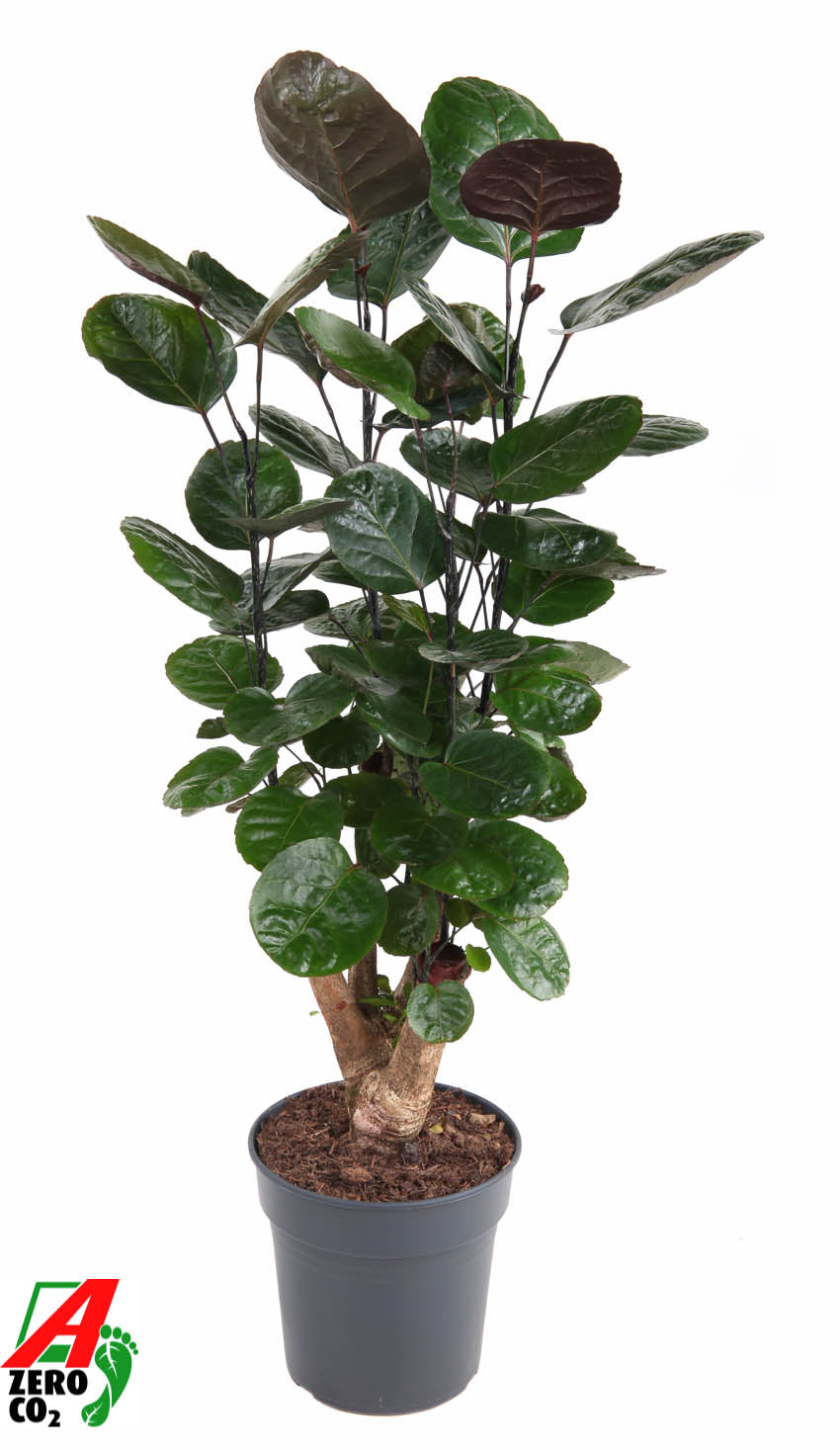 Polyscias Fabian 90cm 21cm Pot