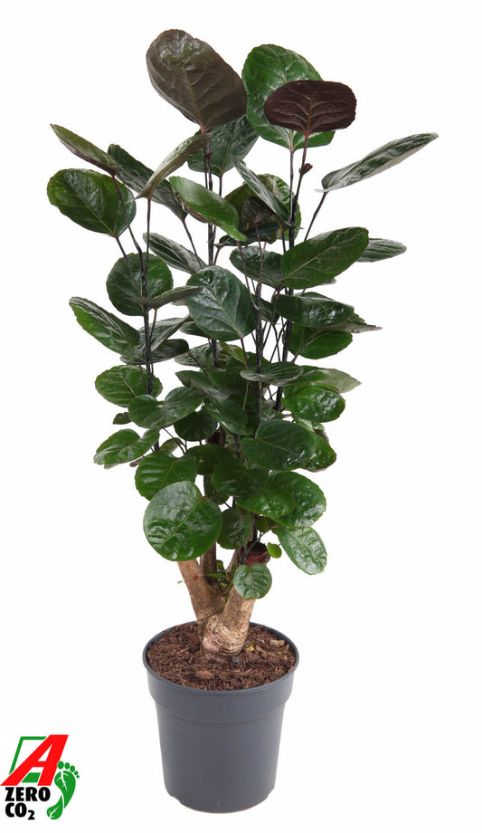 Polyscias Fabian 90cm 21cm Pot