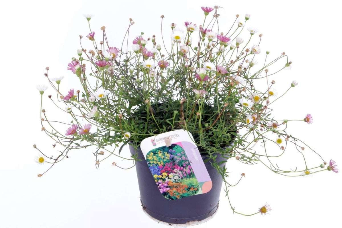 Erigeron karvinskianus 25cm 13cm Pot