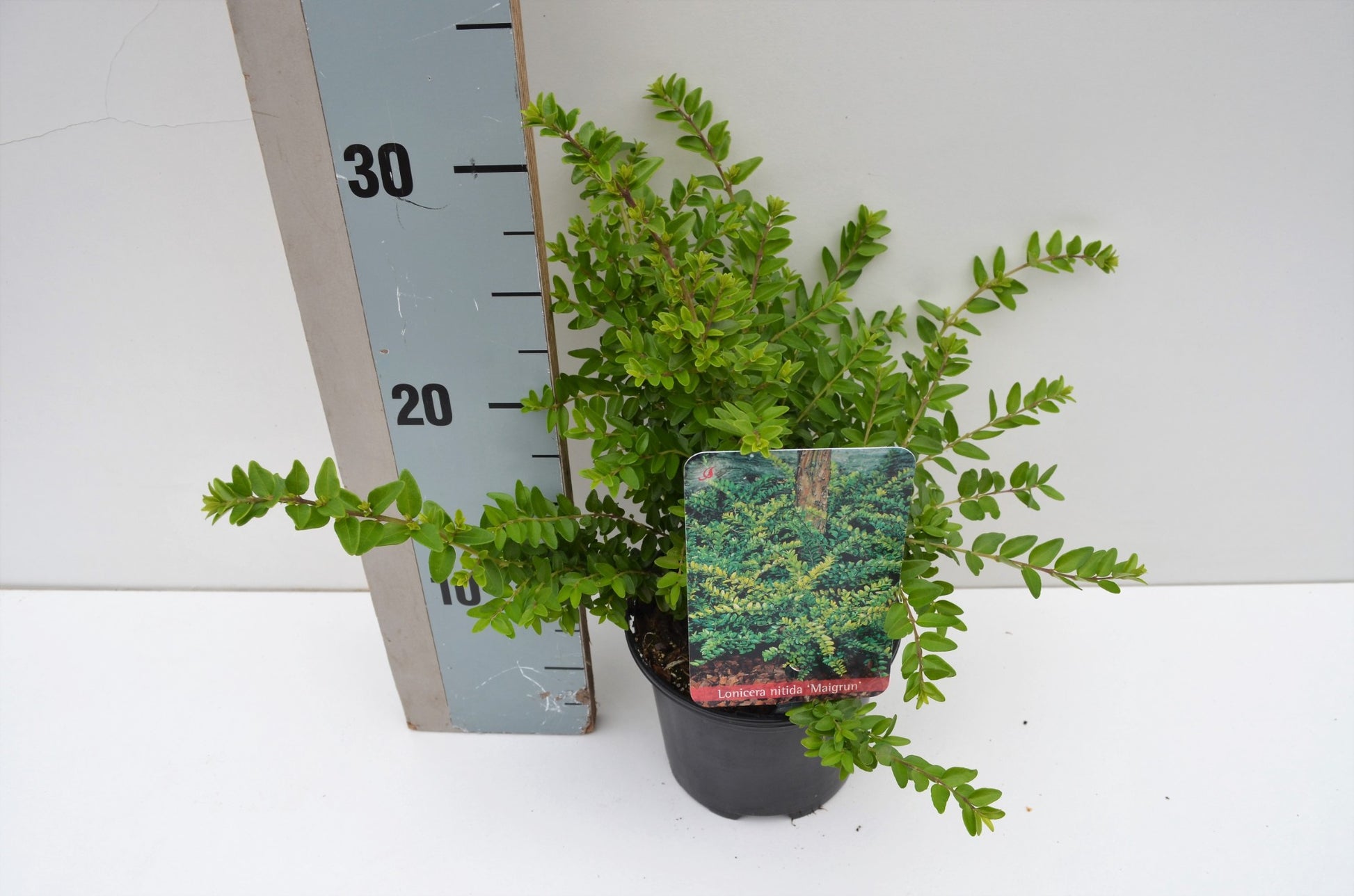 Roessel Tuinpl. VOF, B. v. Lonicera Maigruen Pack of 8