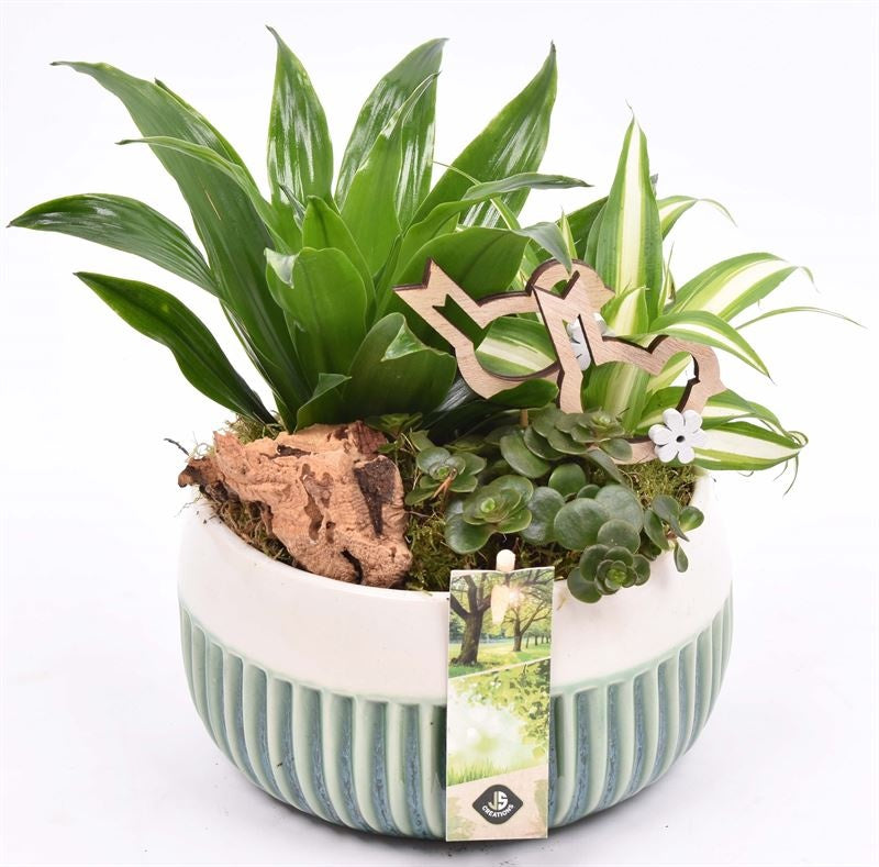 Indoor arrangement 18cm Pot