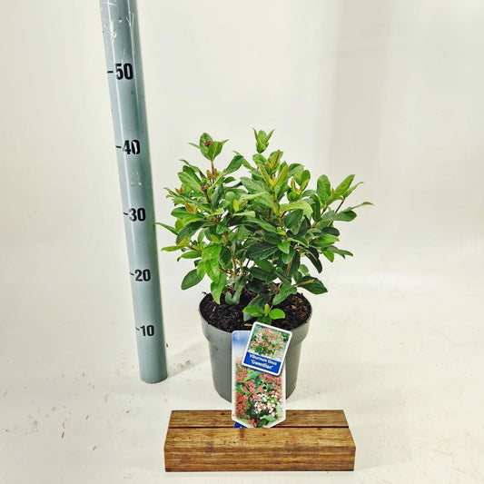 Viburnum tinus Gwenllian 40cm 19cm Pot