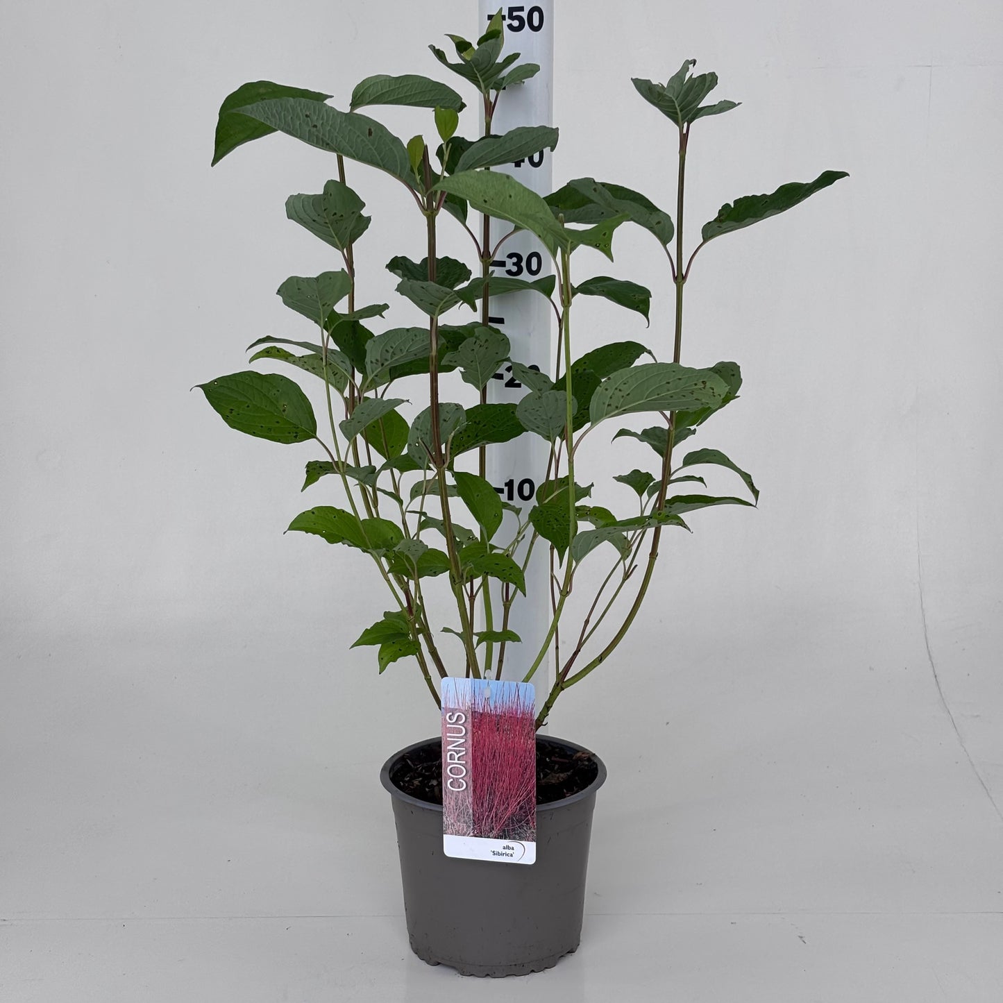 Cornus alba Sibirica 50cm 19cm Pot
