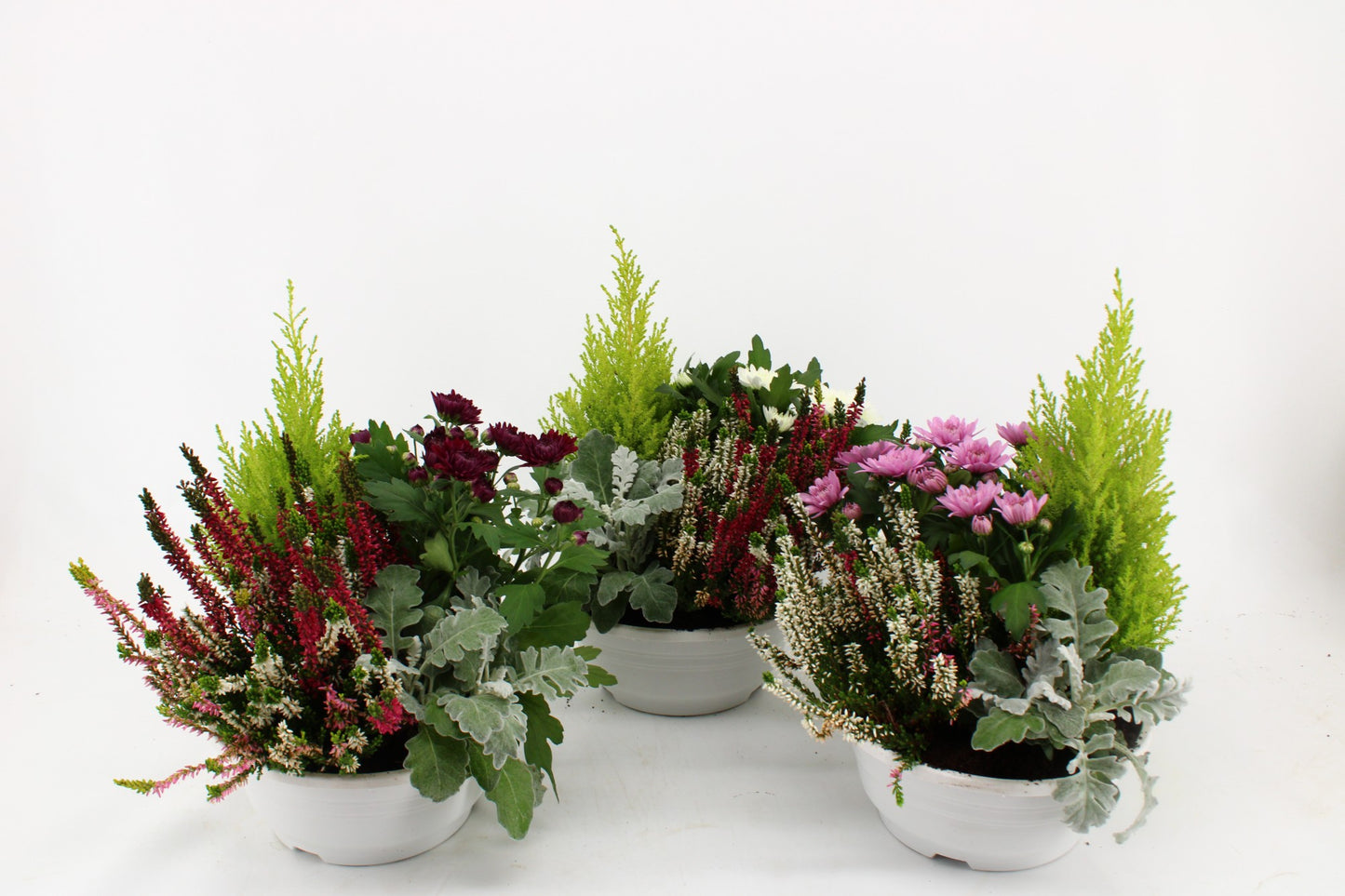 Bedding plants mixpot 30cm 21cm Pot