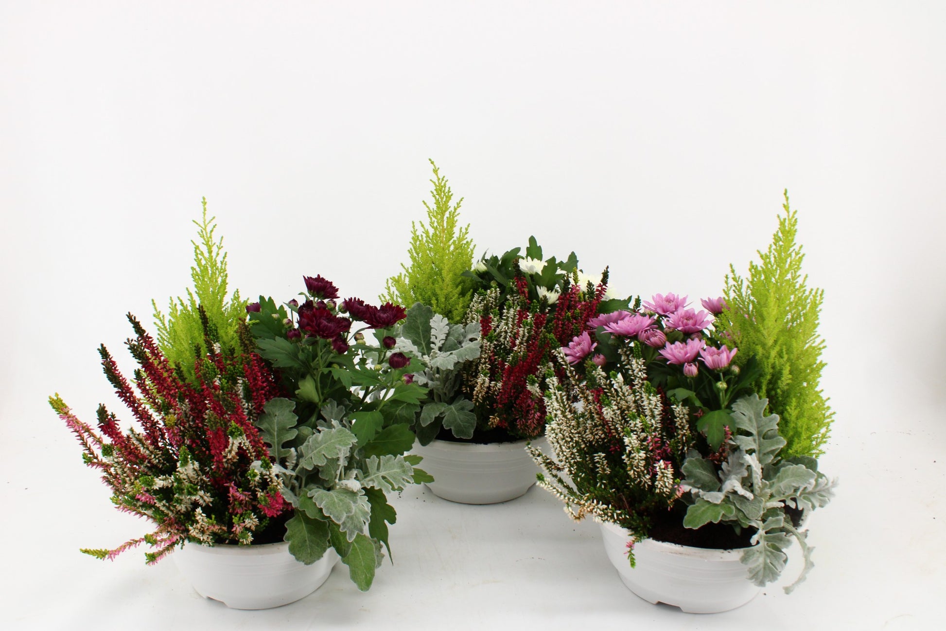 Bedding plants mixpot 30cm 21cm Pot