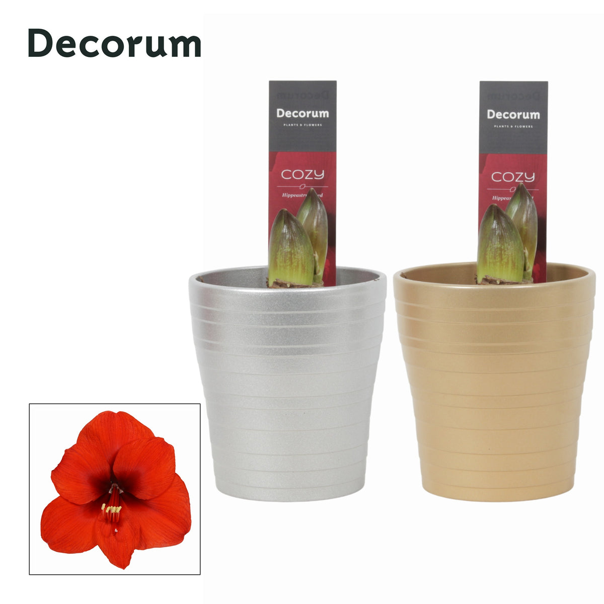 Hippeastrum 25cm 12cm Pot