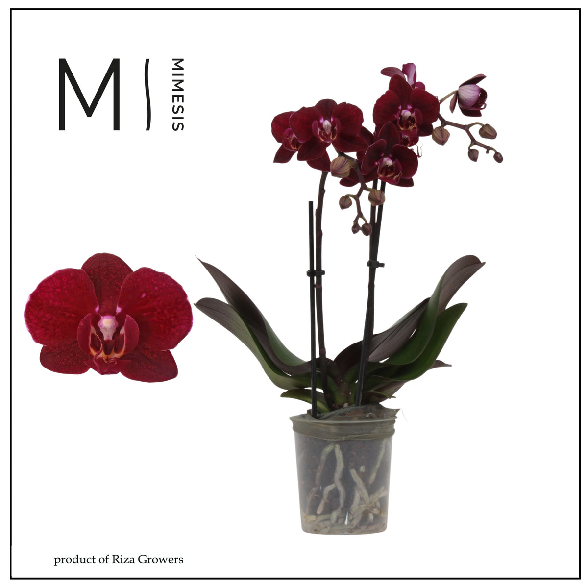 Phalaenopsis mf. Cartagena 40cm 9cm Pot