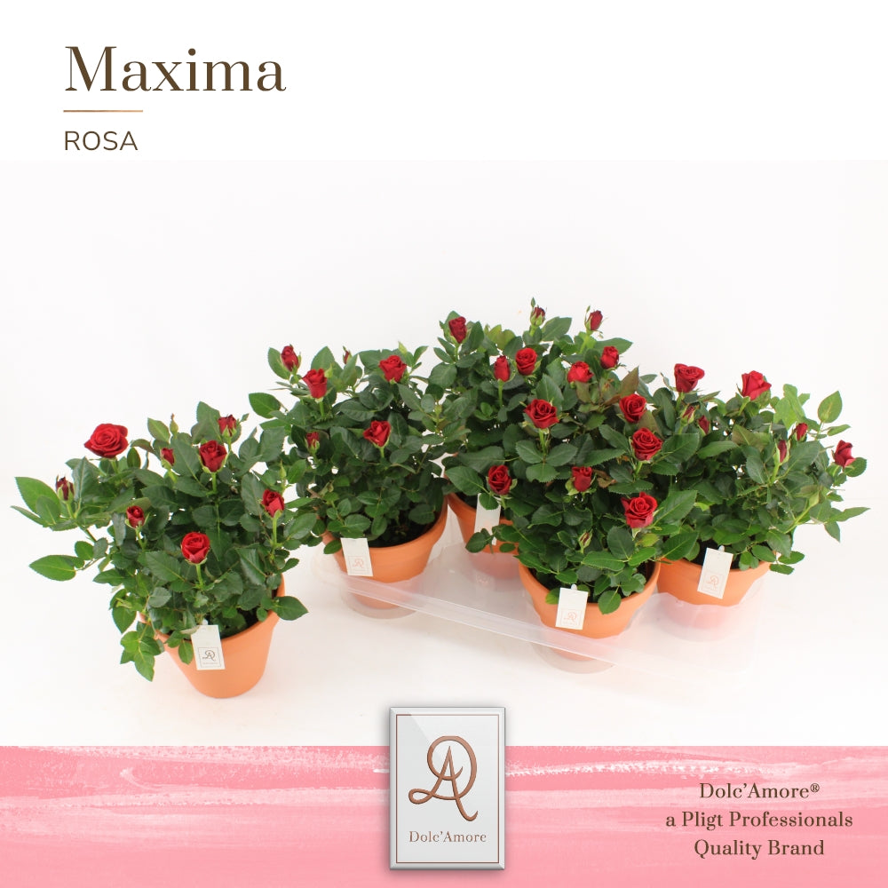 Pligt Professionals BV Rosa Kordana Scarlet Mercedes Pack of 4