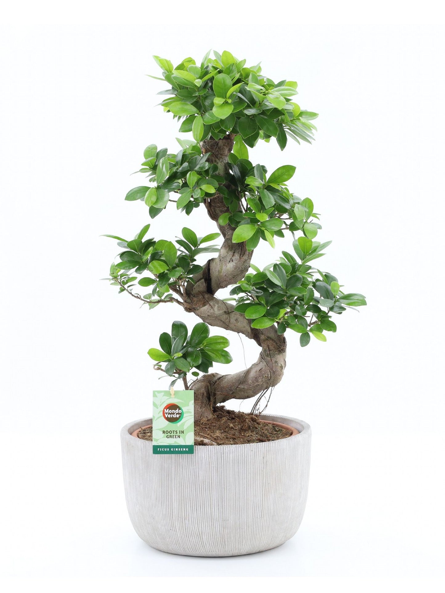Ficus Ginseng (+ drp.Rustique) 75cm 30cm Pot