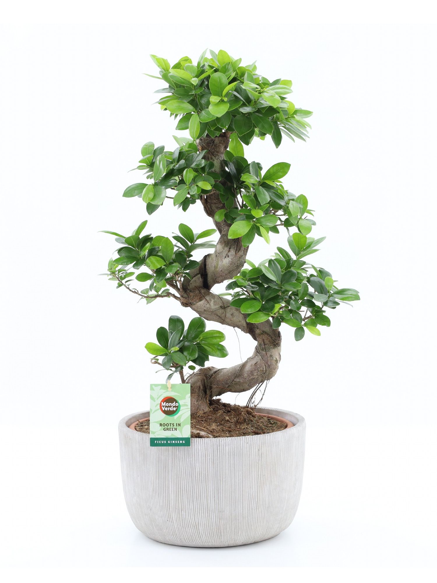 Ficus Ginseng 75cm 30cm Pot