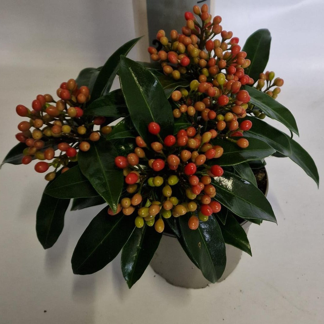 Skimmia japonica Reevesiana 25cm 15cm Pot