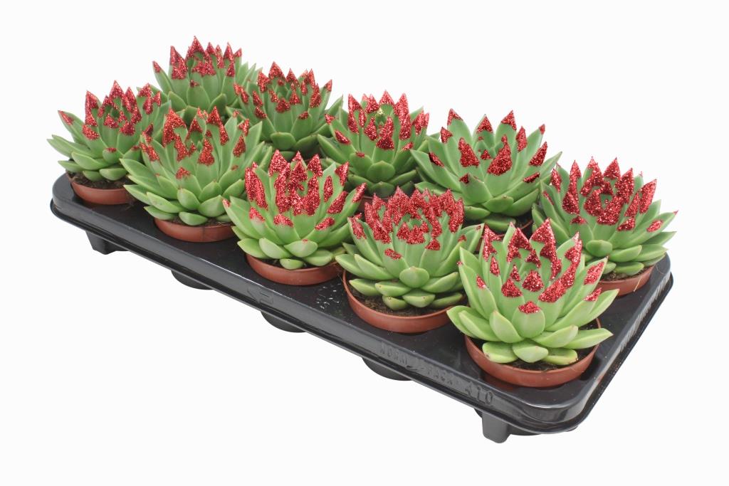 Miranda + red Natureglit® points 13cm 10.5cm Pot