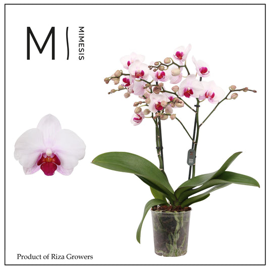 Riza Ter Laak Orchios Phalaenopsis Cadi Pack of 10