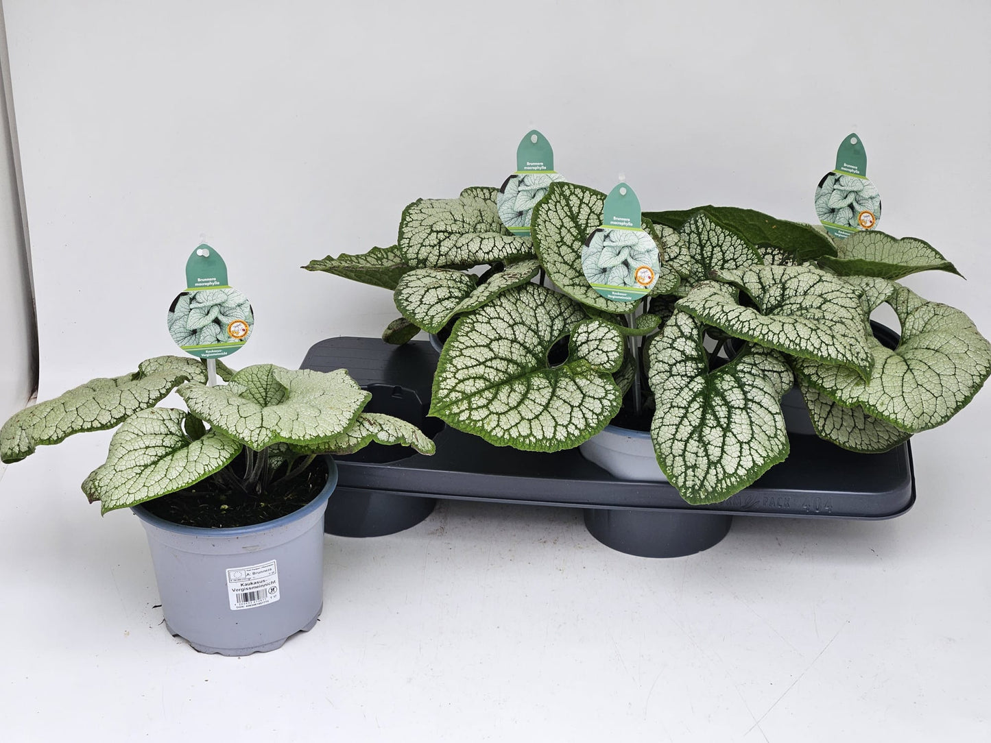 Brunnera macrophylla 40cm 17cm Pot